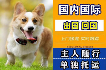 红河州宠物托运公司红河州宠物托运公司红河州宠物托运公司