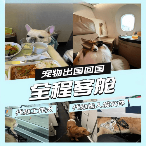 红河州宠物托运到白俄罗斯宠物入境规定和要求