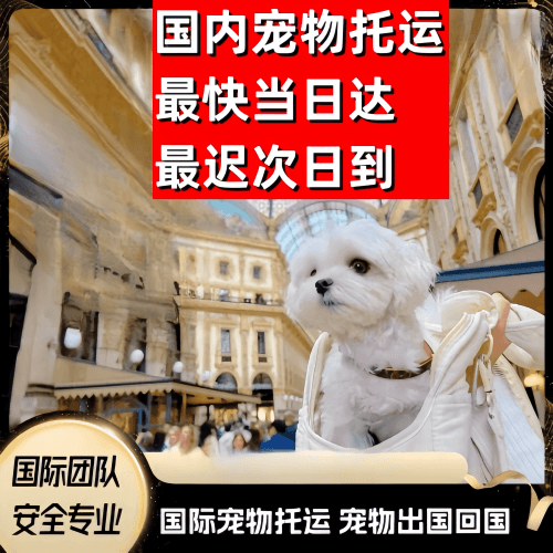 红河州到澳大利亚（澳洲）宠物入境规定和要求
